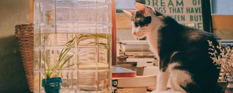 猫用身体蹭你代表什么 还以为是爱你?(图1)