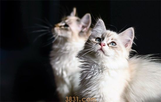 猫换粮拉稀会自愈吗(图1)