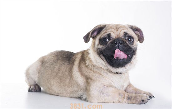 巴哥犬的价格是多少(图1)