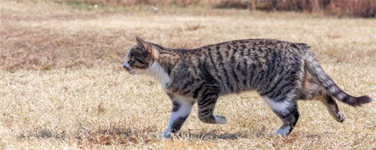 自己给猫洗澡不驱虫可以吗 用药驱虫既高效又简单(图1)
