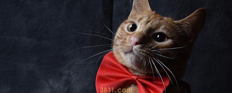 猫喜欢晚上叫怎么办 如何应对不扰民?(图1)