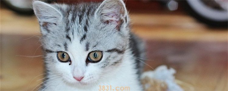 猫不吃不喝可以喂水吗 猫都不吃不喝了还强行喂水干啥(图1)