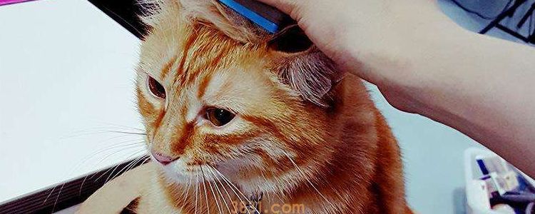 猫为什么喜欢跟主人睡 听说只有非常信赖你才会这么做(图1)
