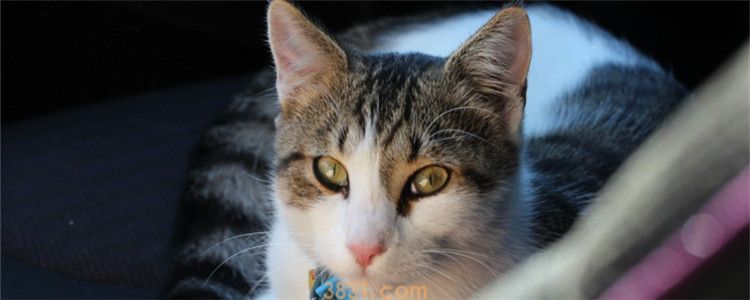 猫只吃米饭可以不 猫咪最好的主食是猫粮(图1)