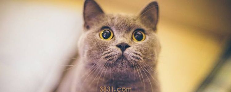 猫中毒了可以自愈吗 别因为无知害死她!(图1)