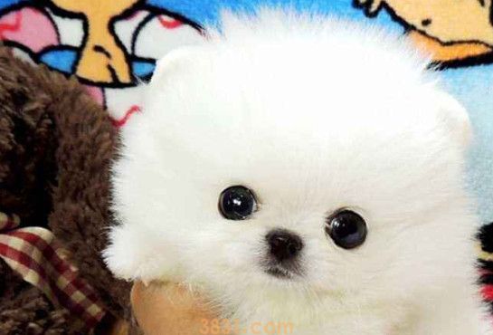 白色茶杯犬价格是多少(图1)