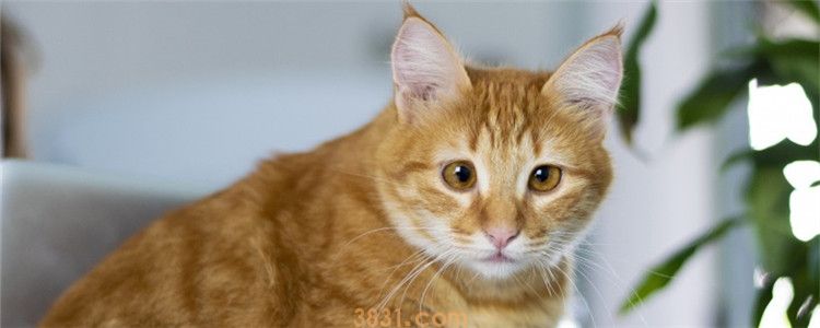 猫三联不打可以不 什么情况下可以不打猫三联(图1)