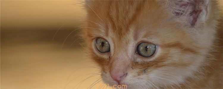 猫可以多久不眨眼 猫咪长时间不眨眼的秘诀是什么(图1)