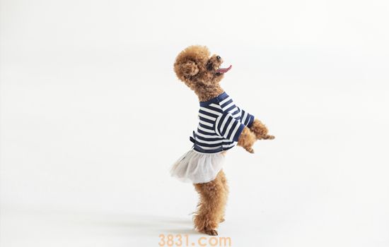 如何挑选泰迪犬 怎么挑选泰迪犬(图1)