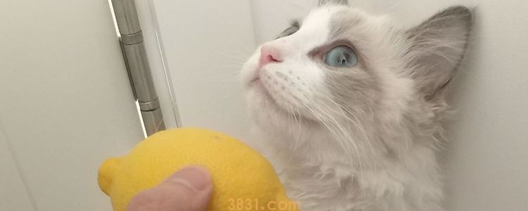 家里猫毛太多了怎么办 除了粘毛器还有这么多方法!(图1)