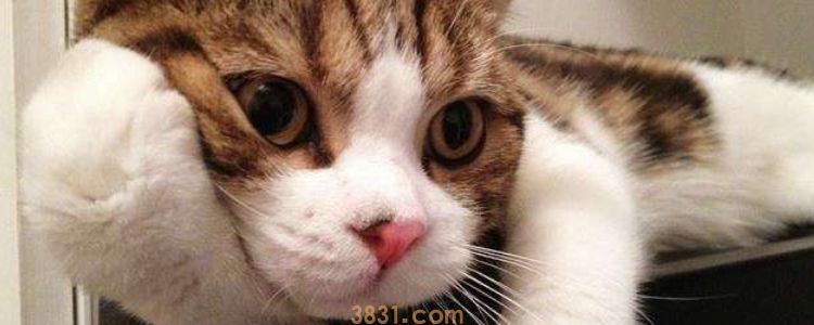 猫发情了要绝育吗 绝育也要选择正确的时间!(图1)