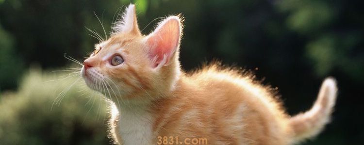 猫可以带出去遛吗 谁说猫不能带出门?(图1)