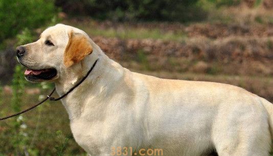 拉布拉多多少钱一只幼犬(图1)