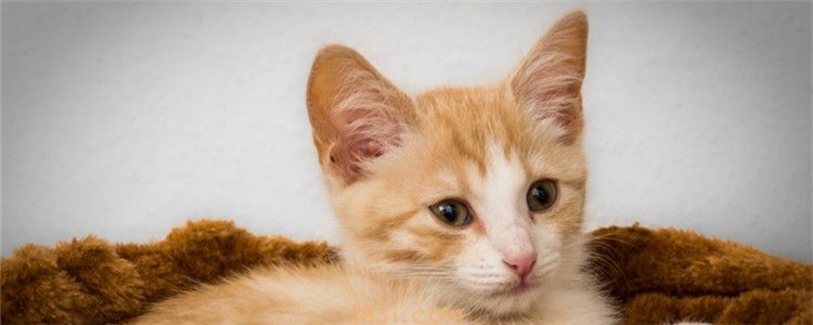 猫可以多久不上厕所 太久不上厕所对健康不好(图1)