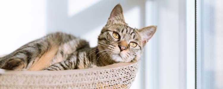 猫砂倒进马桶了怎么办 注意这几种猫砂是不溶于水的!(图1)
