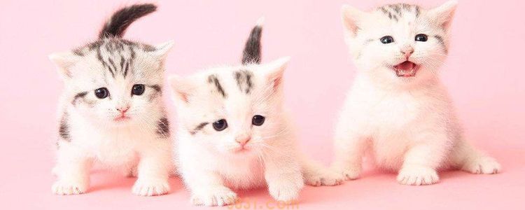 刚出生的猫咪怎么喂奶 不呛奶的正确喂奶姿势(图1)