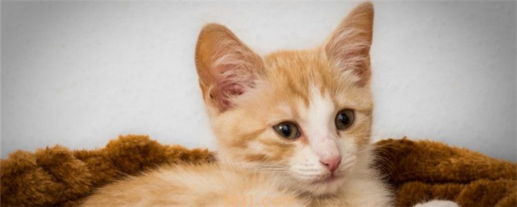秋天把猫毛剃了会冷吗 猫毛的生长速度快吗(图1)