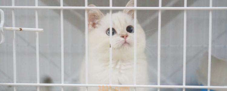 猫挠出血不打针会怎样 如何正确处理猫抓伤口(图1)