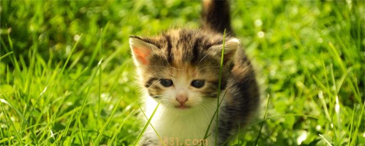 四个月的小猫可以外出吗 小猫能否外出和疫苗有关(图1)