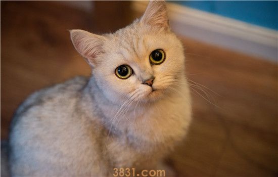 一个月的小猫可以吃猫罐头吗(图1)