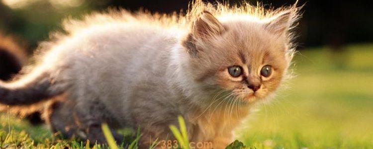 被野猫抓伤轻微出血 需要打针吗?(图3)