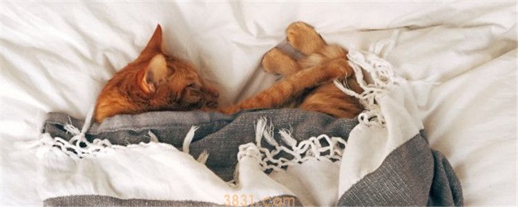 三个月的小猫可以洗澡吗 给小猫洗澡要注意什么(图1)