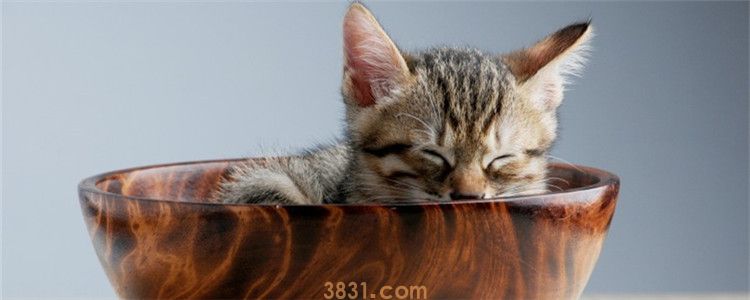 三个月的小猫可以出猫粮吗 三个月的小猫断奶了吗(图1)