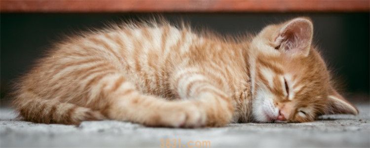 三个月的小猫会自己拉屎吗 要引导小猫学习使用猫砂(图1)