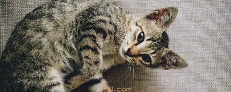 被野猫挠破一点点表皮 怎么处理伤口?(图1)
