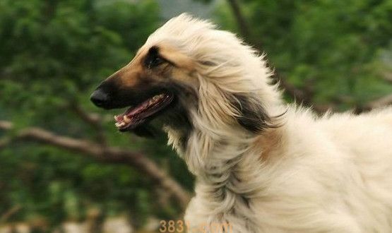 阿富汗猎犬价格一般是多少(图1)