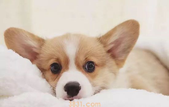 柯基犬的价格是多少(图1)