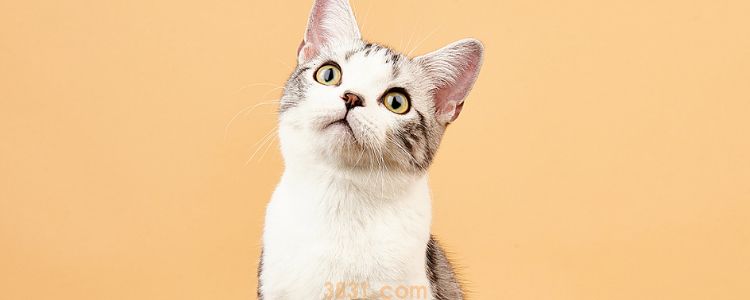 猫害怕闪光灯吗 会导致猫失明是真的吗(图1)