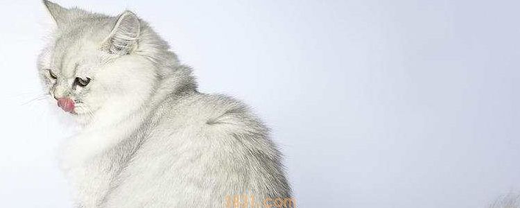 去猫咖可以给猫喝咖啡吗 猫喝了咖啡是会死的!(图1)