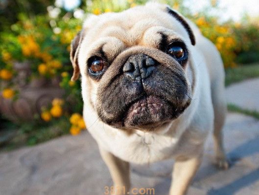 巴哥犬多少钱一只幼犬(图1)