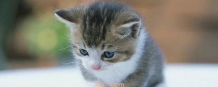 去猫咖被猫咬了怎么办 如何正确处理伤口(图3)