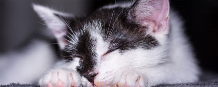 可以自己给猫剃毛吗 在家给猫剃毛要注意什么(图1)