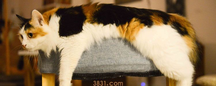 猫咪不舒服的睡姿 身体不舒服时猫咪睡姿也不一样!(图1)