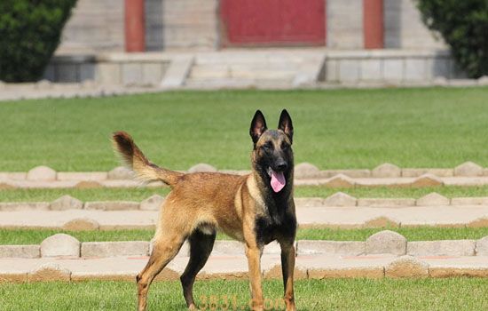 马犬的价格(图1)