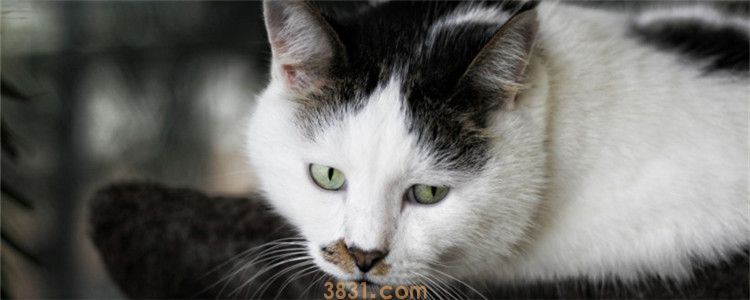 猫容易患什么病 怎么预防肾病,最好每年带猫咪做一次体检(图1)
