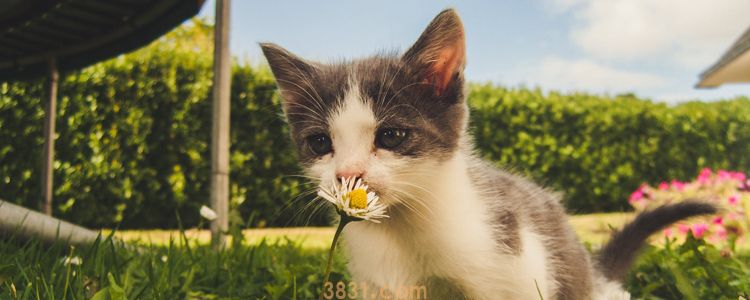 猫喜欢你的表现 你家猫有这些表现吗(图1)