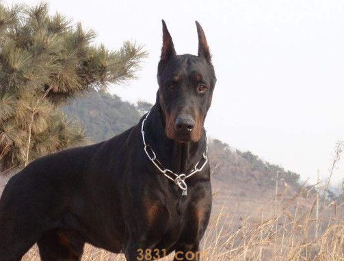 杜宾犬价格多少一只(图1)