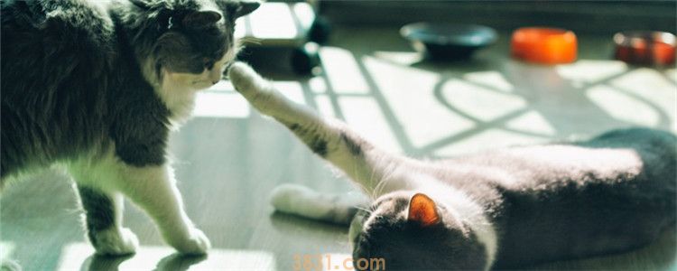 小猫之间会打架嘴巴破了怎么办 不要放任猫咪互相打架(图1)