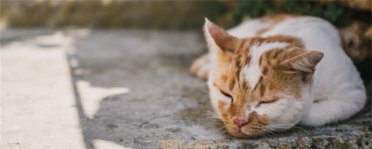 怎么协助猫咪吐毛球 化毛膏和猫草哪个效果更好(图1)