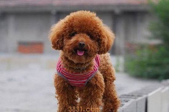 泰迪价格是多少一只(图1)