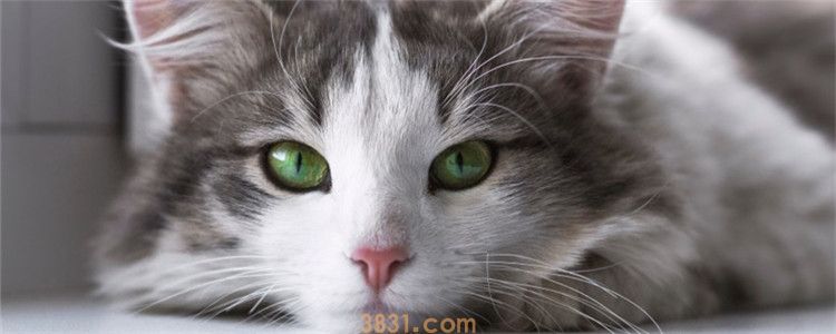 猫咪产后很瘦怎么养 猫咪为什么会变那么瘦(图1)