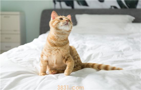 猫秋天可以剃毛吗 你这是在扒它的衣服!(图1)