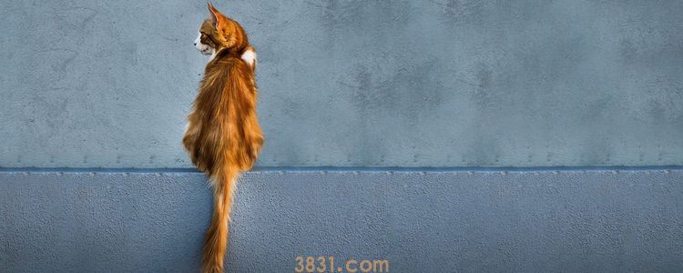 猫抓伤的狂犬病的几率 预防大于一切!(图3)