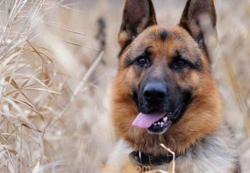 德牧犬多少钱一只幼犬(图1)