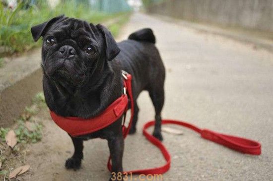 黑色巴哥犬为什么稀少(图1)