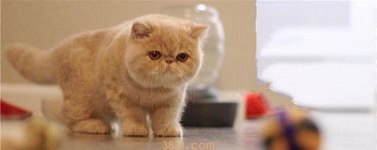 加菲猫便有点血怎么回事 定期驱虫不容忽视(图1)